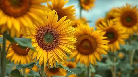 Les tournesols se remettent de la sécheresse en apparence, mais les dégâts restent cachés