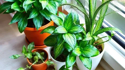 Septembre : 7 plantes d'intérieur à rentrer avant les nuits fraîches