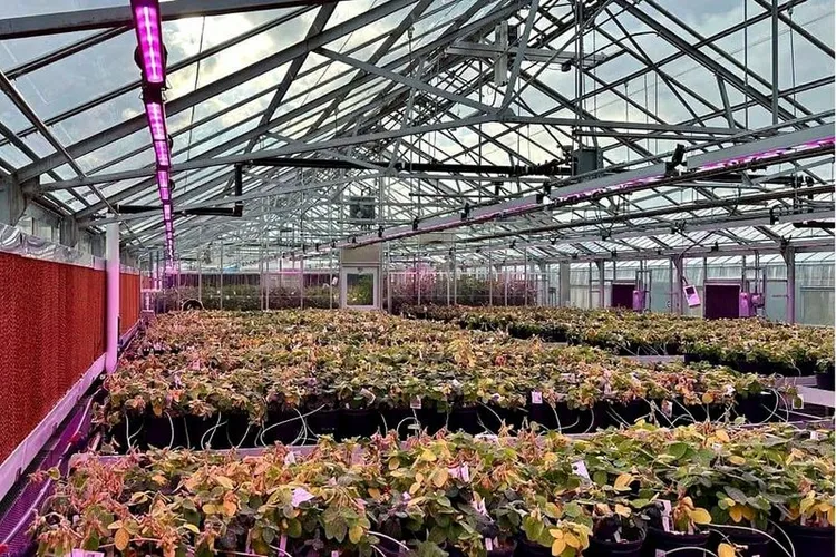 USDA Awards MSU $16.2M to Modernize Plant Research Greenhouses