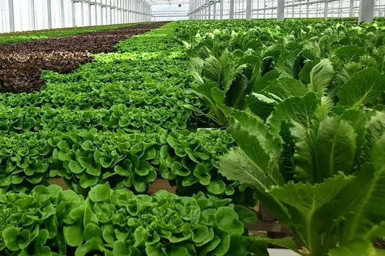 Great Lakes Growers: Greenhouse Lettuce Demand Holds After Cyclospora Scare