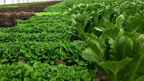 Great Lakes Growers: Greenhouse Lettuce Demand Holds After Cyclospora Scare