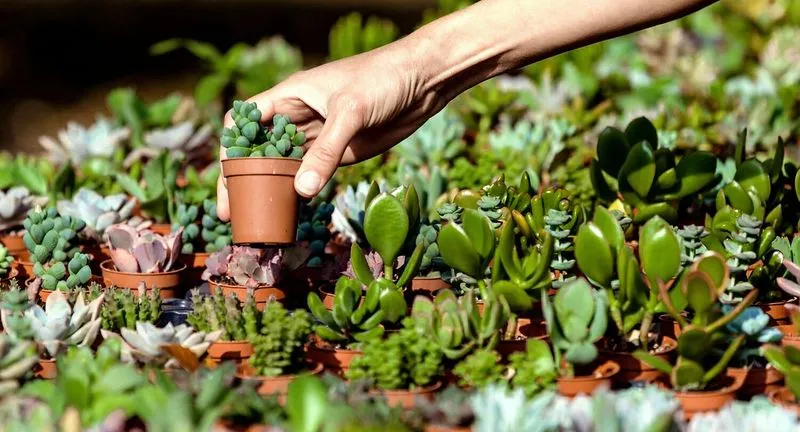 Journées des Plantes de Chantilly : le guide du 9-11 octobre