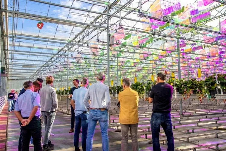 Voltiris Opens Netherlands’ First Hectare-Scale Solar Strawberry Greenhouse