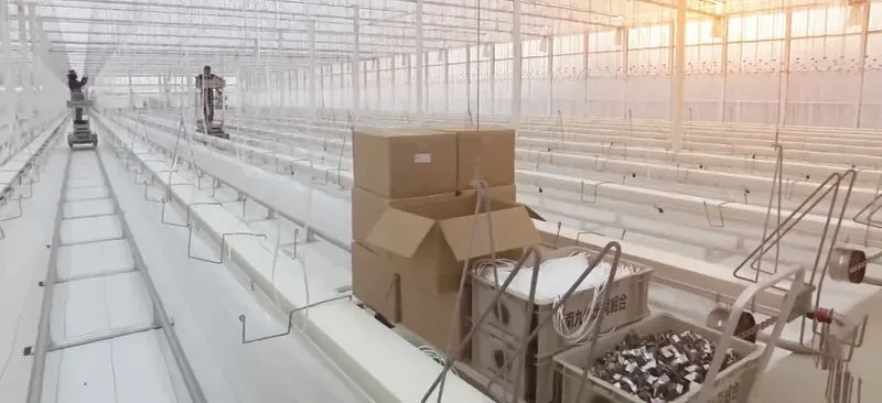 Mirai Green Factory Kijo: Japan’s New AI-Controlled Cucumber Greenhouse