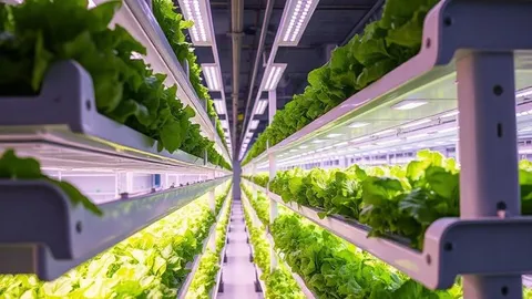 Norvegia Avisomo: fattoria verticale di lattuga 100 % automatizzata