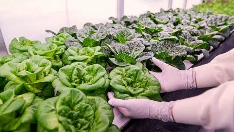 Regina Food Bank Opens Growcer Modular Farm for Winter Greens