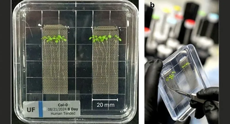 Las plantas reaccionan al espacio en minutos: más de 1.200 genes cambian en un vuelo de Blue Origin